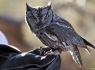 Elf Owl (Micrathene whitneyi)